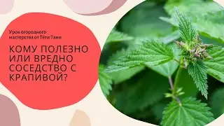 Кто на огороде и в саду любит или не любит крапиву...