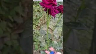 правильная обрезка роз #garden #розомания #роза #садовыецветы #обрезка #rose #садовод #flowers #2024