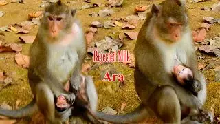 Full action of mom Anna rejected milk Ara