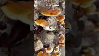 Mushrooms Are The Best Chemists (And Reishi Is A Master!)