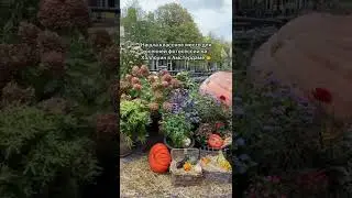 Осенняя локация в Амстердаме 