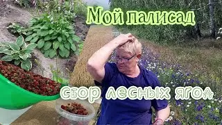 Мой палисад и сбор лесной клубники.