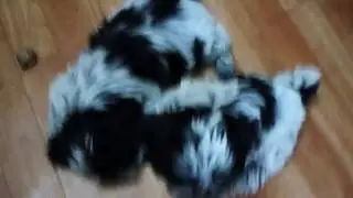Shih Tzu Puppies