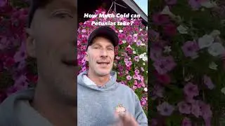 Can Petunias Handle the Cold Weather? How Much Cold Can Petunias Take?