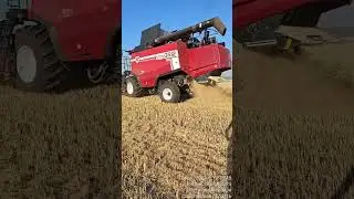 Уборка зерновых 2024