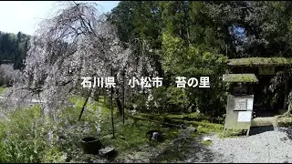 石川県 小松市 苔の里 2023年4月