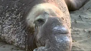 Northern Elephant Seals