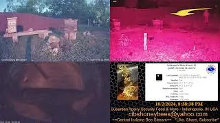 Bee Hive Walked to new spot at night