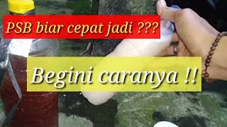 Cara mudah perbanyak PSB (Photosynthetic bacteria)