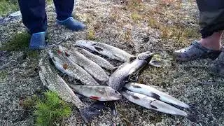 4 серия улов Шеция р.Пете-Альвен # Морошка ТВ
