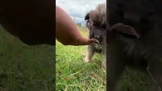 Encontramos así a estos cachorros