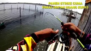 Mancing Pakai Umpan Udang Kupas Di Tambak Pak Turiman Marina pasti strike terus