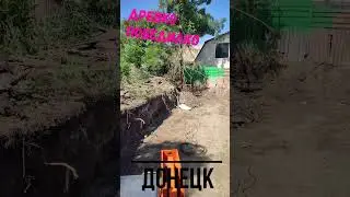 Это дерево напало на меня.ЭТо была королевская битва. В итоге мы заключили мир.