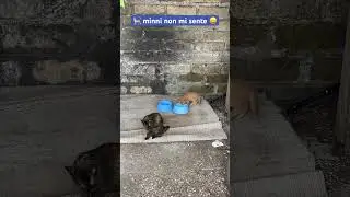 🐈 minni non mi sente 😄 #ইতালি #catlover #catlovers
