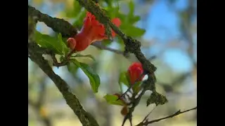 Discover Bafra Kızılırmak Bird Sanctuary: A Hidden Gem in Turkey