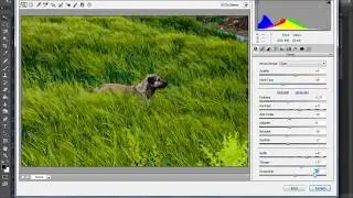 Adobe Photoshop CC Dog Fotoğraf Düzenleme