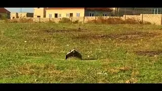 Flight Test of Carbon Fibre based Tailsitter