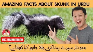 Skunk in urdu | Fizz Muhammad