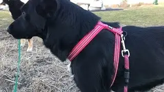 Hurtta Padded Y-Harness On Whizbee