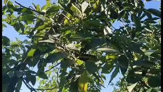 #AVOKADO