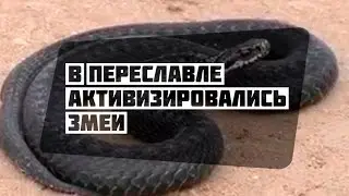 В Переславле активизировались змеи