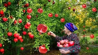 Harvesting Fresh Pomegranate and Making Juice | Village Life
