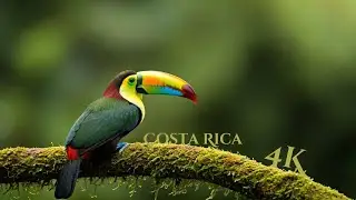 Costa Rica snake High Quality 12K 8K 4K HDR VIDEO ULTRA HD 60FPS , 240FPS , 120FPS ,