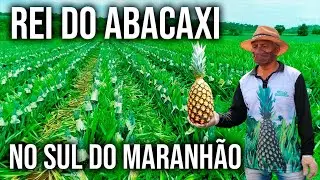 Colheita do Abacaxi