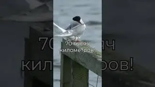 ПТИЦА-РЕКОРДСМЕН!