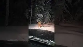когда снега очень много...