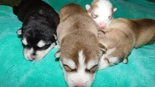 Husky Malamute puppies 1 week old and beginning to walk
