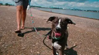 Dog Day Afternoon | Terra 4k