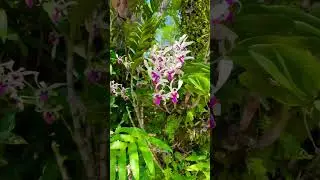 Единственный остров орхидей 🌸 Как воздушные орхидеи живут в дикой природе 🌺 Vietnam travel