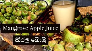 Mangrove Apple Juice - කිරල බොමු - The Crowned King of Fruit World. 👑️🍈🥛😋