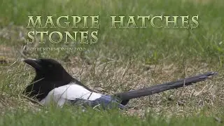 Magpie Hatching Stones ¬- TWICE