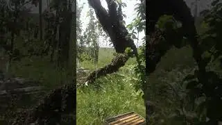 Рой 2020