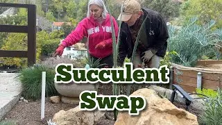 Succulent Swap