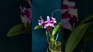 Mari's Song x Interglossa