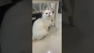 Смешное видео #котики #котывидео #приколы с кошками и собаками #кошки #юмор #подборка приколов