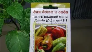 Упрямые огурцы.  Комнатные томаты и перцы радуют!
