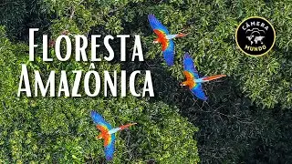 Floresta Amazônica Em 4K ULTRA HD 