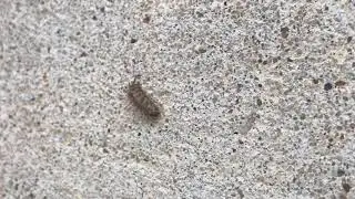 Rollie Pollie Struggles To Get Up