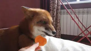 Vasilisa the Fox having Apple and Carrot