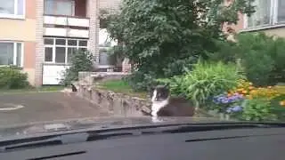CAT DRIVER Прикол
