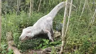 Furry Dinosaur