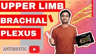 BRACHIAL PLEXUS  DETAIL EXPLANATION WITH UNIVERSITY NOTES📔📔