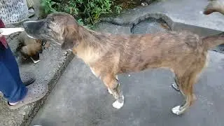 Siblings fight/eating flatbread/Tiny Stray pup drinking milk/Little pup pooping/Mountain village usa
