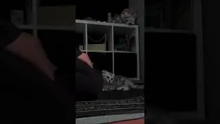 #cute котенок🐾🤭