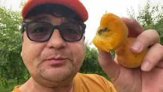 Поехали на сбор урюка (абрикоса), увозят тоннами в Москву