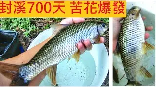 封溪700天 苦花大爆發 @尺花翻不停 @紀錄十多年今年最高峰 #平廣溪